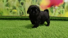 Crossbreed Shih Tzu x Pug Puppy for sale